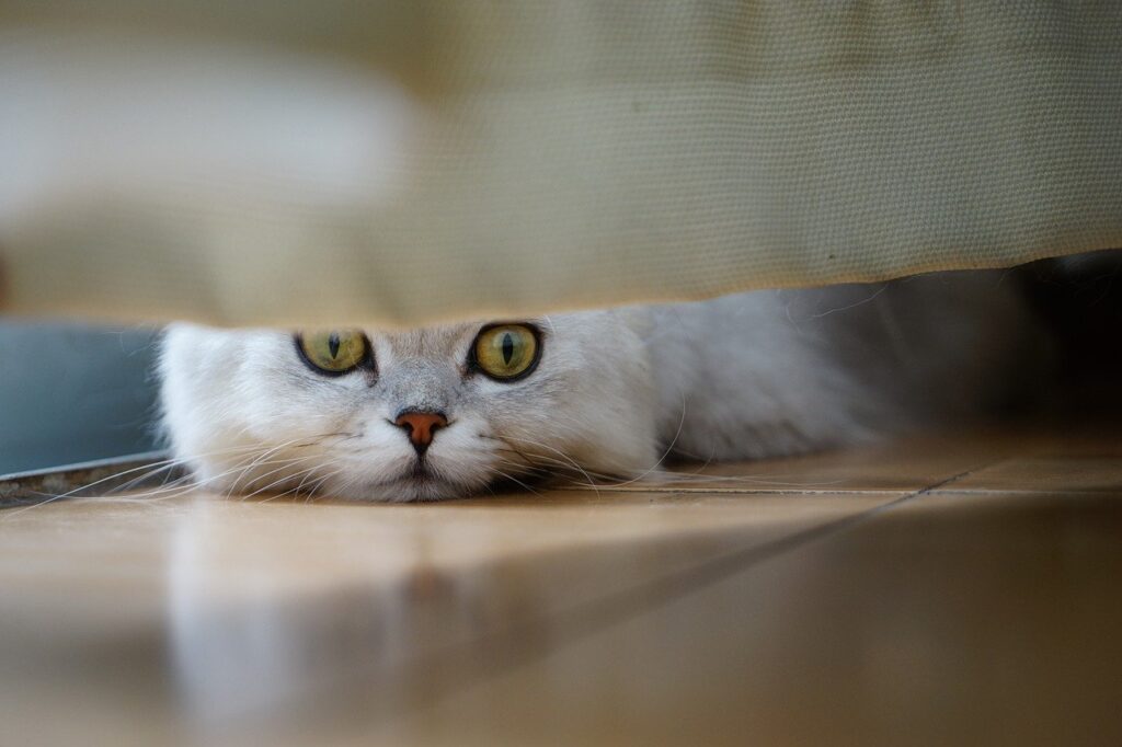 Eine Katze liegt auf dem Boden und schaut unter einem Möbelstück hervor