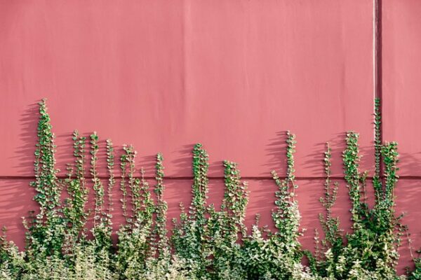 An einer roten Hauswand wachsen grüne Pflänzchen empor.