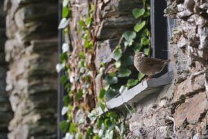 Auf einem Fensterbrett außen aus Naturstein sitzt ein kleiner Vogel. Die Hauswand besteht ebenfalls aus unregelmäßigen Natursteinen, an denen eine Kletterpflanze empor wächst.